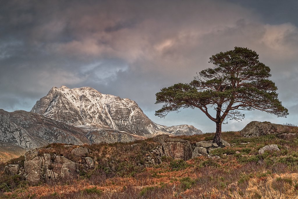 Solitary Scots Pine against a backdrop of Slioch, Loch Maree